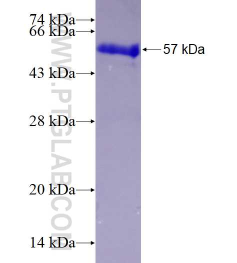 Caspase 9 fusion protein Ag0404 SDS-PAGE