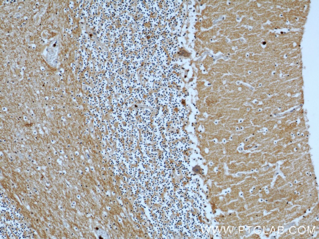 IHC staining of human cerebellum using 55417-1-AP