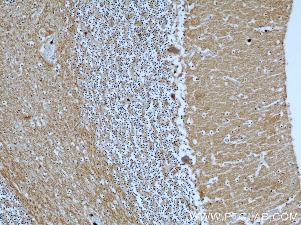 Immunohistochemistry (IHC) staining of human cerebellum tissue using CASPR Polyclonal antibody (55417-1-AP)