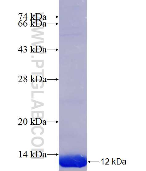 CASQ1 fusion protein Ag24684 SDS-PAGE