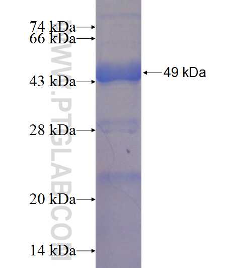 CASS4 fusion protein Ag22805 SDS-PAGE
