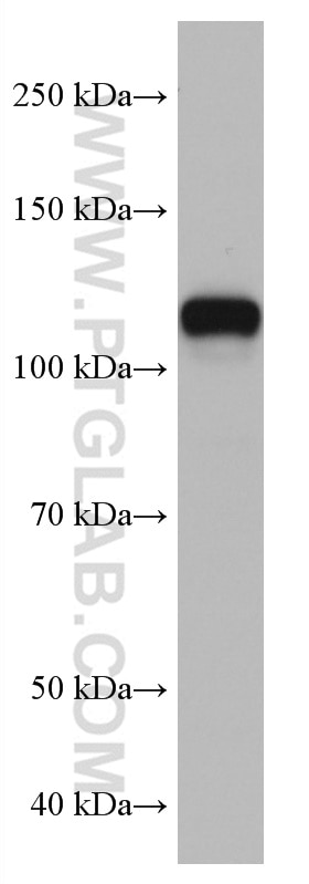Western Blot (WB) analysis of HeLa cells using Calpastatin Monoclonal antibody (67107-1-Ig)