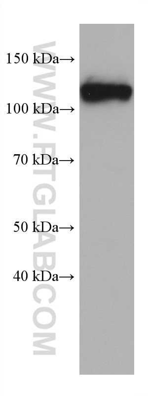 Western Blot (WB) analysis of HepG2 cells using Calpastatin Monoclonal antibody (67107-1-Ig)