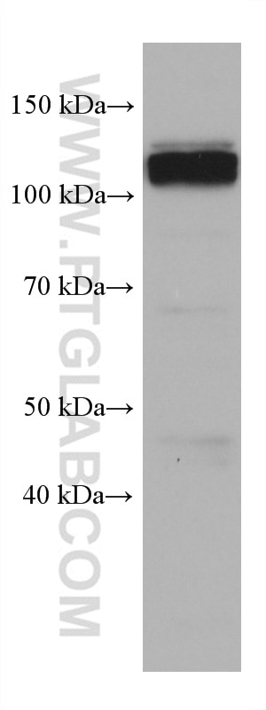 Western Blot (WB) analysis of HEK-293 cells using Calpastatin Monoclonal antibody (67107-1-Ig)