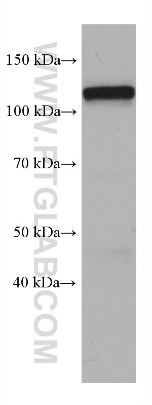 Western Blot (WB) analysis of THP-1 cells using Calpastatin Monoclonal antibody (67107-1-Ig)