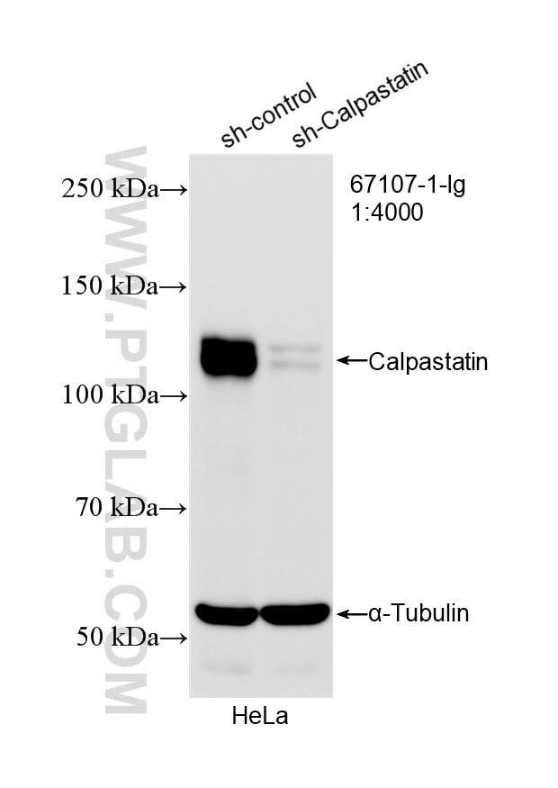 Western Blot (WB) analysis of HeLa cells using Calpastatin Monoclonal antibody (67107-1-Ig)