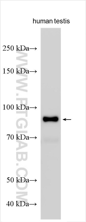Western Blot (WB) analysis of various lysates using CATSPER1 Polyclonal antibody (12722-1-AP)