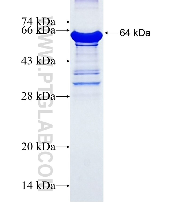 CATSPER1 fusion protein Ag3417 SDS-PAGE