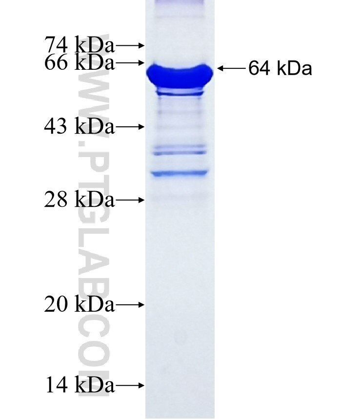 CATSPER1 fusion protein Ag3417 SDS-PAGE