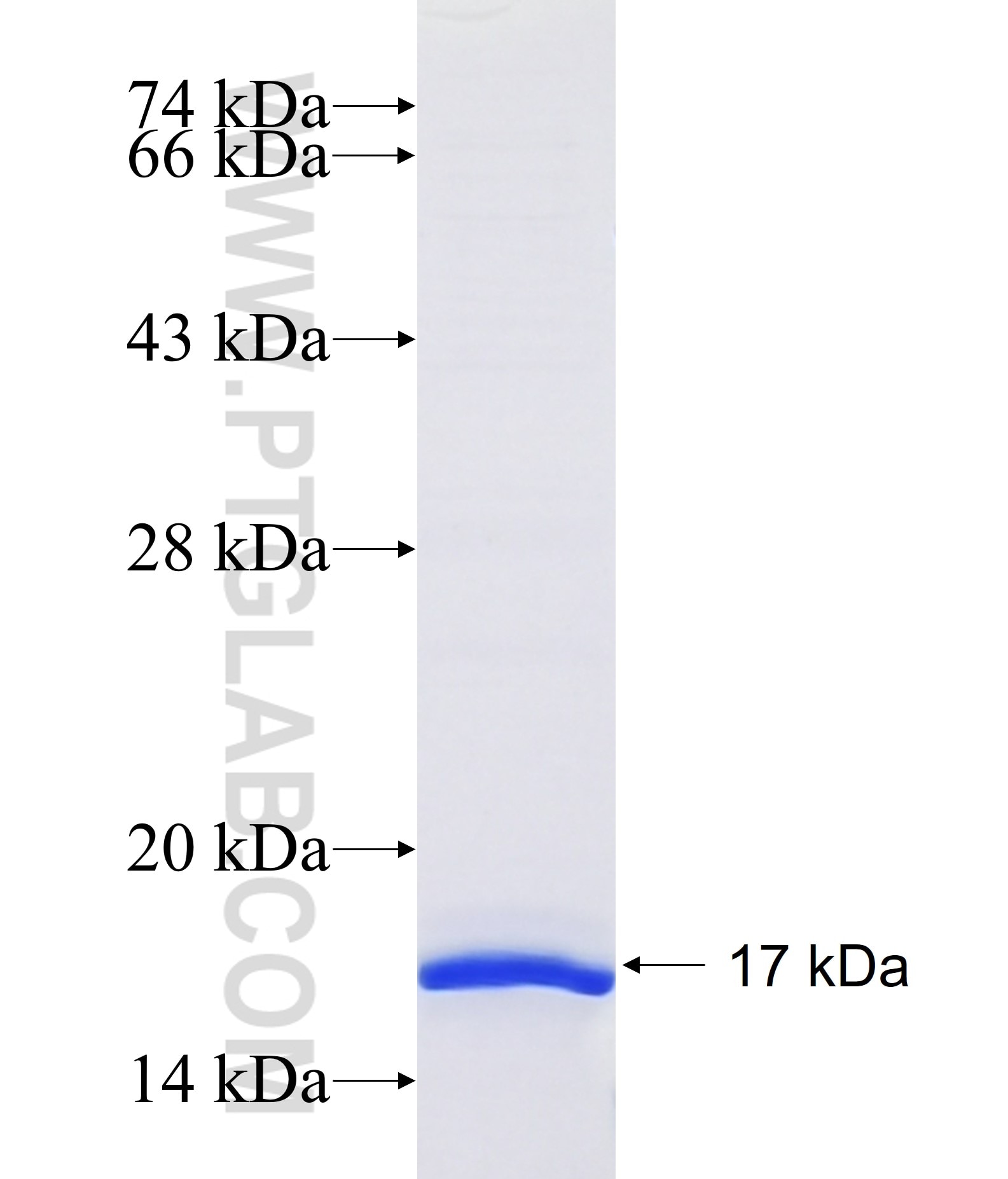 CATSPER2 fusion protein Ag26069 SDS-PAGE