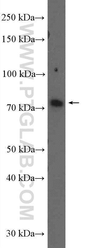 Western Blot (WB) analysis of L02 cells using CATSPERB Polyclonal antibody (26633-1-AP)