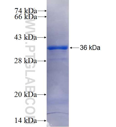 CATSPERB fusion protein Ag23393 SDS-PAGE