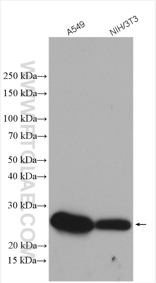 Western Blot (WB) analysis of various lysates using Caveolin-1 Polyclonal antibody (16447-1-AP)