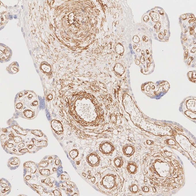 Immunohistochemistry (IHC) staining of human placenta tissue using Caveolin-1 Monoclonal antibody (66067-1-Ig)