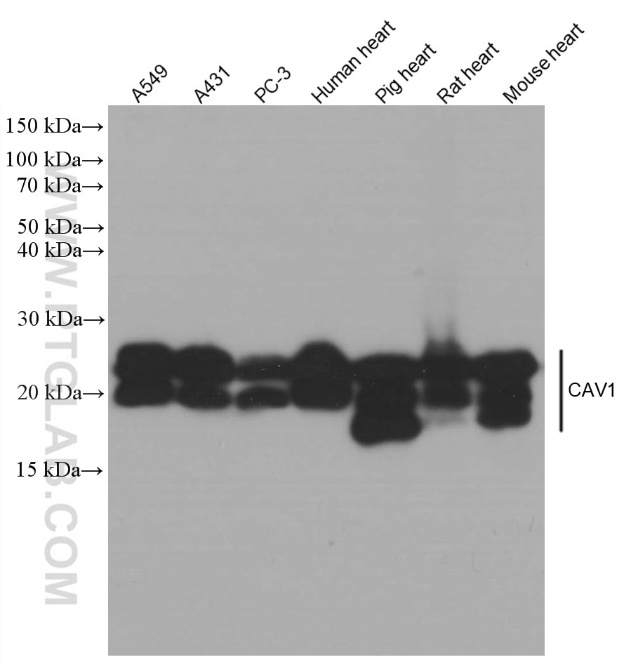 Western Blot (WB) analysis of various lysates using Caveolin-1 Monoclonal antibody (66067-1-Ig)