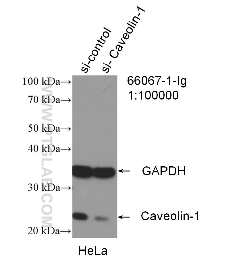 WB analysis of HeLa using 66067-1-Ig