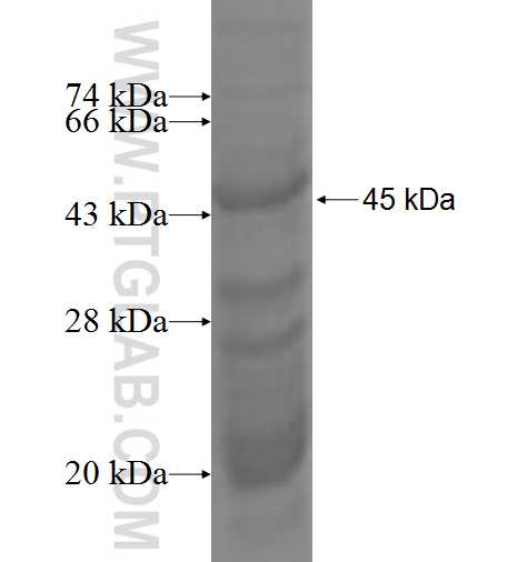 Caveolin-1 fusion protein Ag0958 SDS-PAGE
