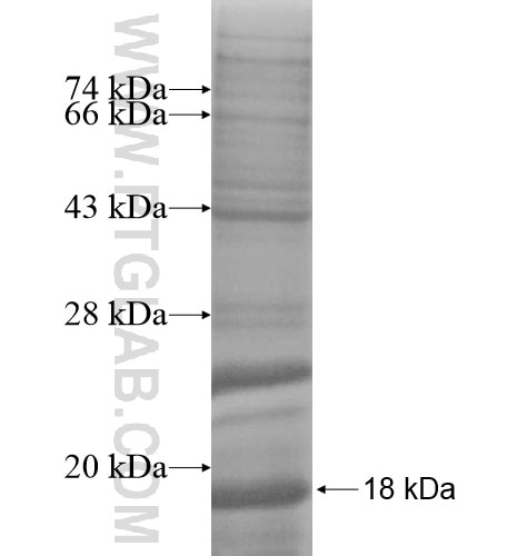 CAV1 fusion protein Ag11463 SDS-PAGE