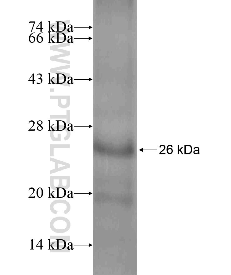 CAV2 fusion protein Ag16902 SDS-PAGE