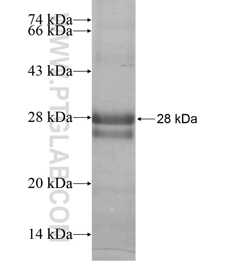 Caveolin-3 fusion protein Ag17587 SDS-PAGE