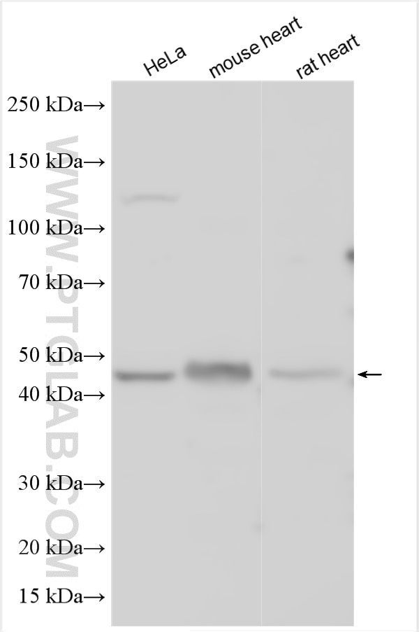 Western Blot (WB) analysis of various lysates using CBARA1 Polyclonal antibody (25905-1-AP)