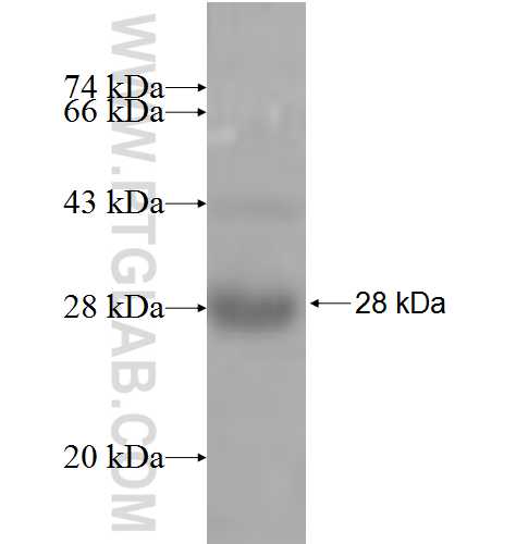 CBARA1 fusion protein Ag6075 SDS-PAGE