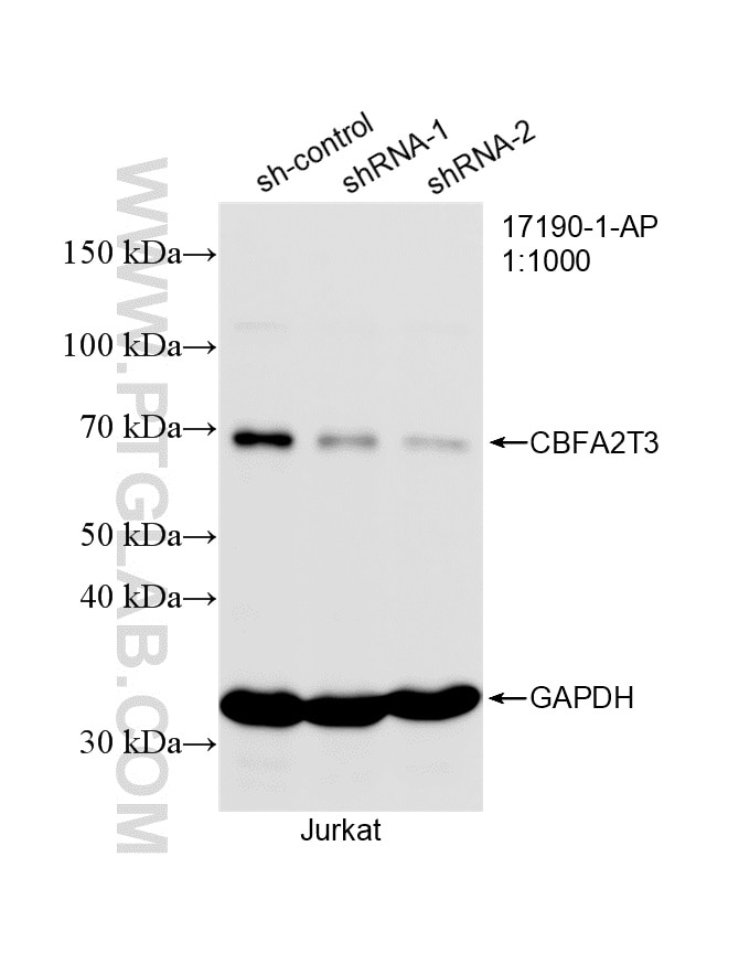 Western Blot (WB) analysis of Jurkat cells using CBFA2T3 Polyclonal antibody (17190-1-AP)