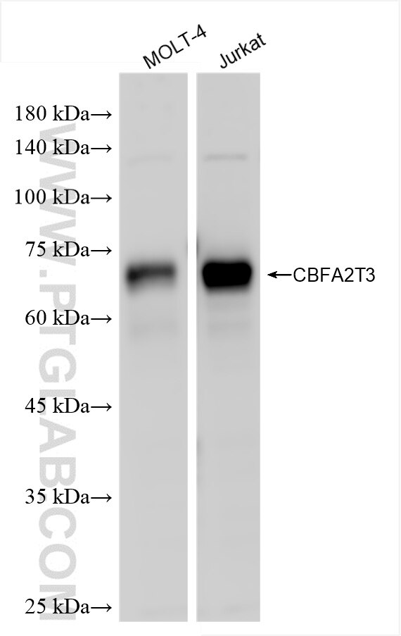 Western Blot (WB) analysis of various lysates using CBFA2T3 Recombinant antibody (86198-4-RR)