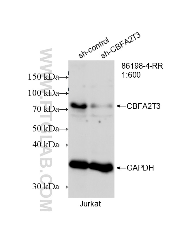 WB analysis of Jurkat using 86198-4-RR Western Blot (WB) analysis of Jurkat cells using CBFA2T3 Recombinant monoclonal antibody (86198-4-RR)