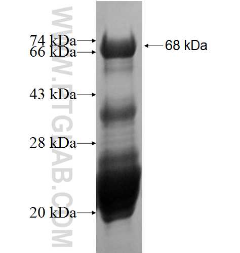CBFA2T3 fusion protein Ag9265 SDS-PAGE