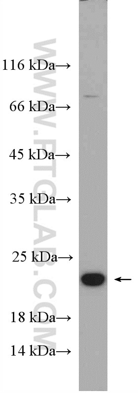 Western Blot (WB) analysis of K-562 cells using CBFB Polyclonal antibody (12049-1-AP)