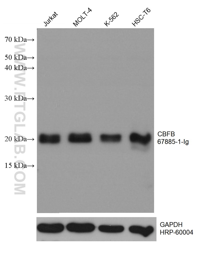 Western Blot (WB) analysis of various lysates using CBFB Monoclonal antibody (67885-1-Ig)