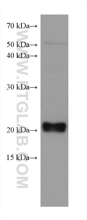 Western Blot (WB) analysis of HEK-293 cells using CBFB Monoclonal antibody (67885-1-Ig)