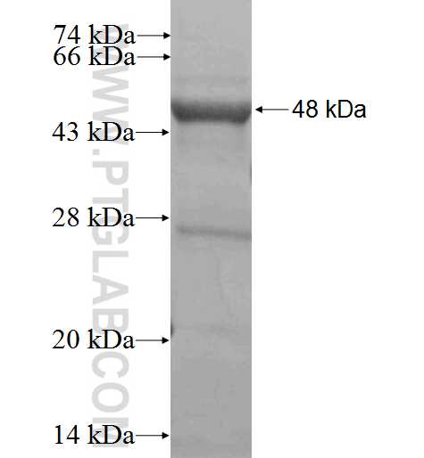 CBFB fusion protein Ag2679 SDS-PAGE