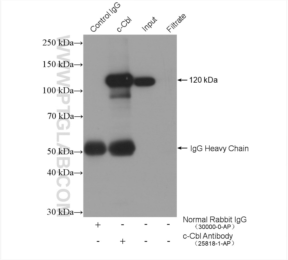 Immunoprecipitation (IP) experiment of K-562 cells using c-Cbl Polyclonal antibody (25818-1-AP)