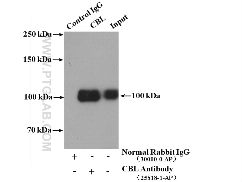 c-Cbl