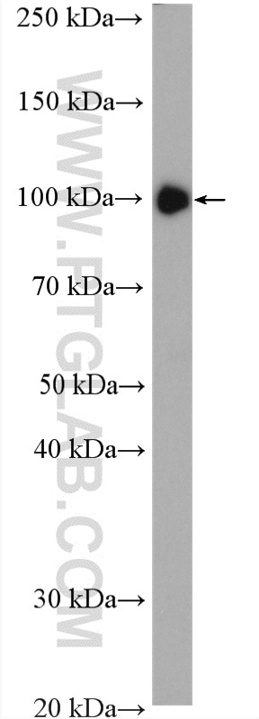 Western Blot (WB) analysis of Raji cells using c-Cbl Polyclonal antibody (25818-1-AP)