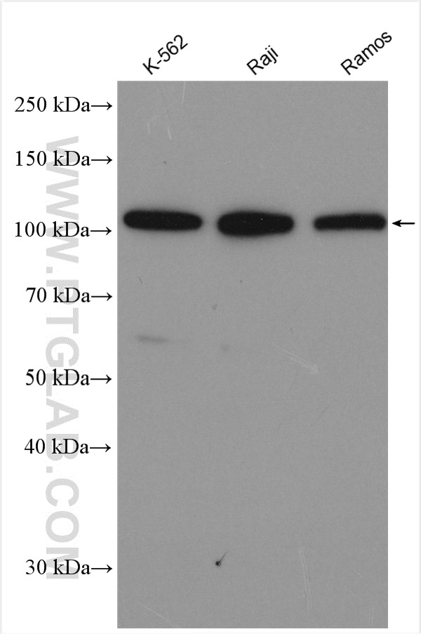 Western Blot (WB) analysis of various lysates using c-Cbl Polyclonal antibody (25818-1-AP)