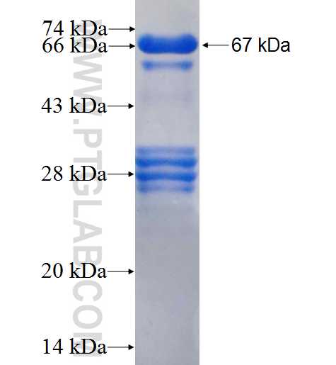 CBL fusion protein Ag23033 SDS-PAGE