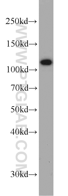 WB analysis of HEK-293 using 12781-1-AP