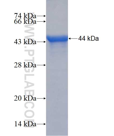 CBLC fusion protein Ag16787 SDS-PAGE