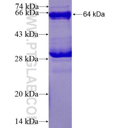 CBLC fusion protein Ag3747 SDS-PAGE