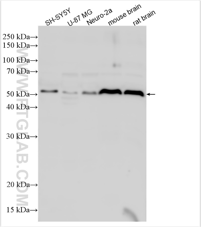 Western Blot (WB) analysis of various lysates using CBLN1 Polyclonal antibody (18207-1-AP)