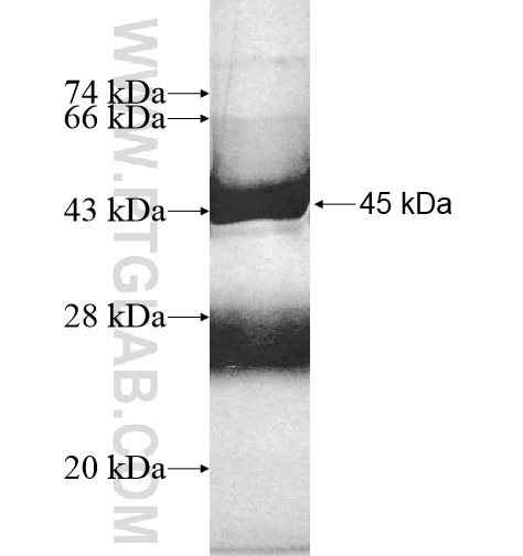 CBLN1 fusion protein Ag12835 SDS-PAGE