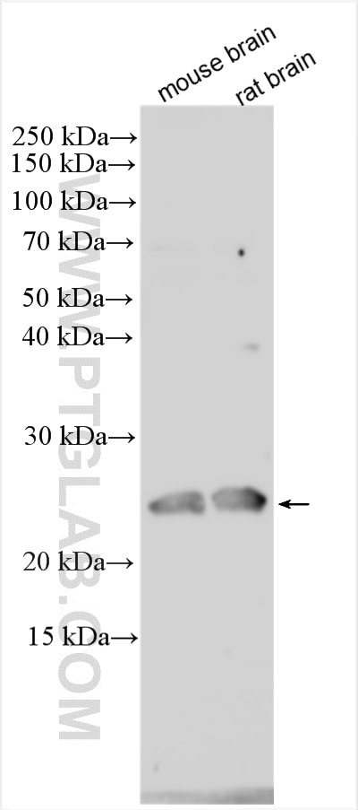 Western Blot (WB) analysis of various lysates using CBLN2 Polyclonal antibody (20558-1-AP)
