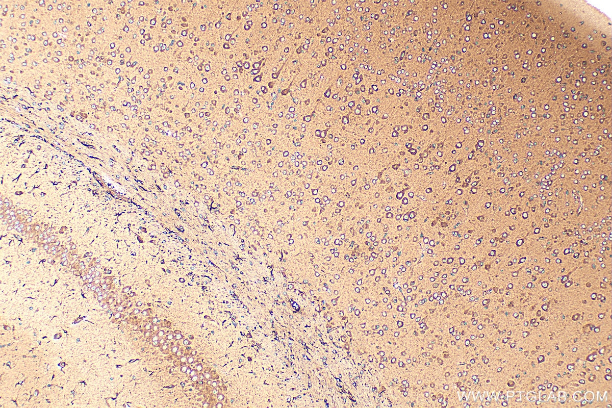 Immunohistochemistry (IHC) staining of mouse brain tissue using CBLN4 Polyclonal antibody (20559-1-AP)