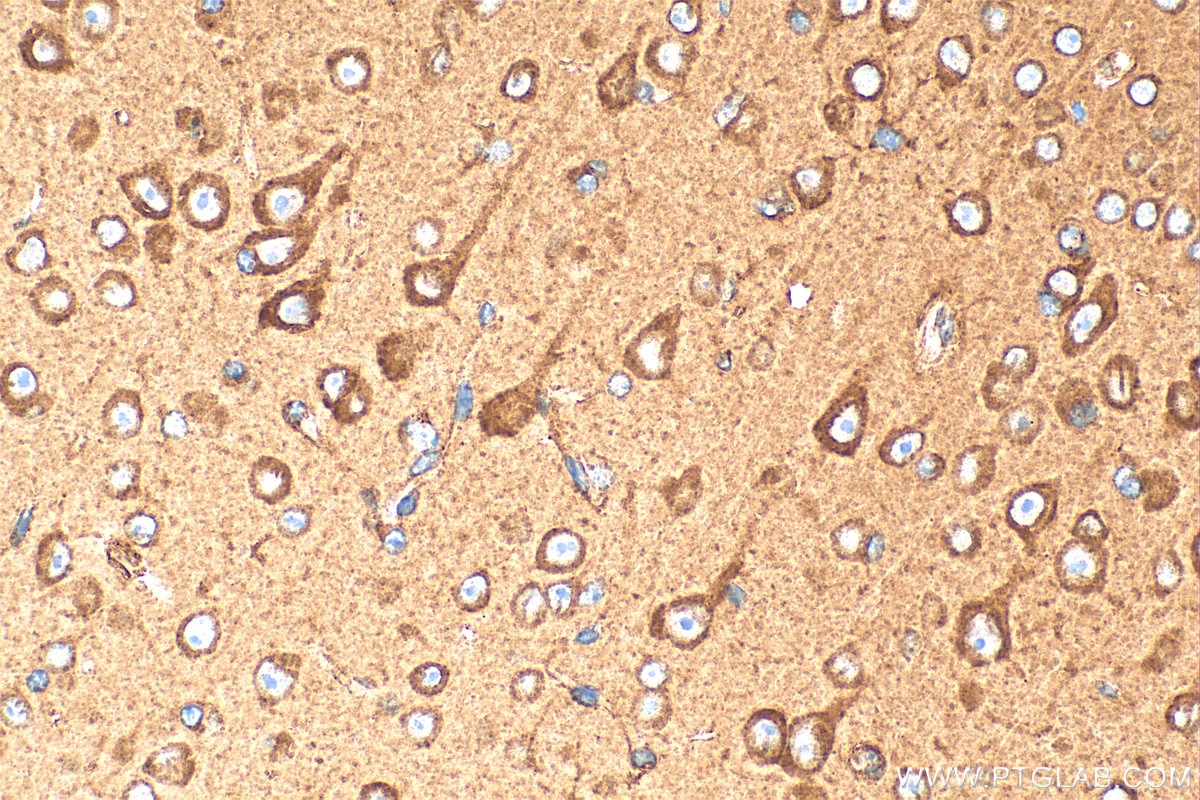 Immunohistochemistry (IHC) staining of mouse brain tissue using CBLN4 Polyclonal antibody (20559-1-AP)
