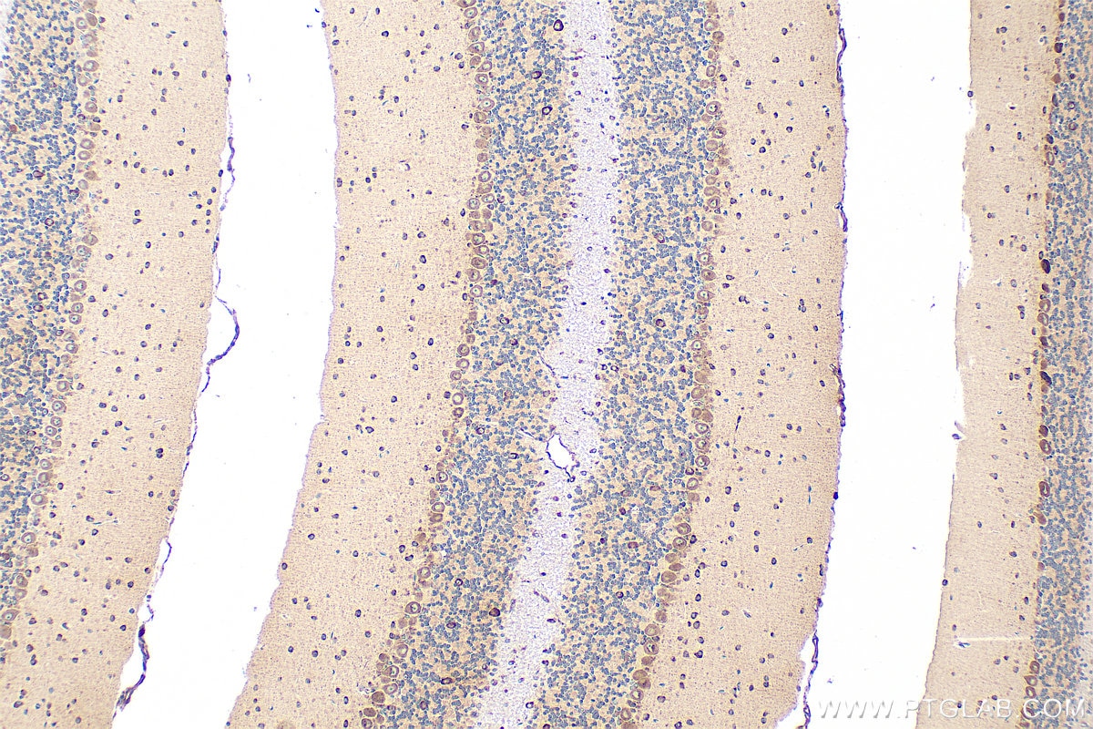 Immunohistochemistry (IHC) staining of mouse cerebellum tissue using CBLN4 Polyclonal antibody (20559-1-AP)