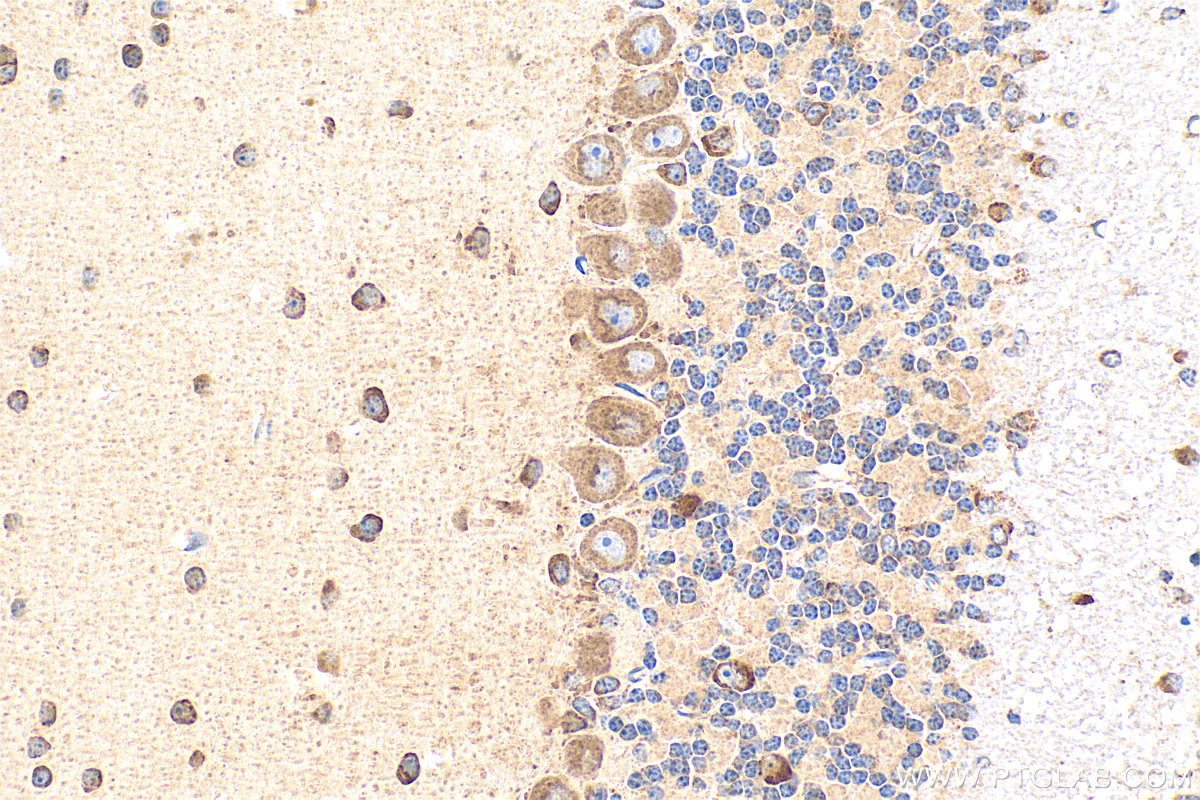 Immunohistochemistry (IHC) staining of mouse cerebellum tissue using CBLN4 Polyclonal antibody (20559-1-AP)