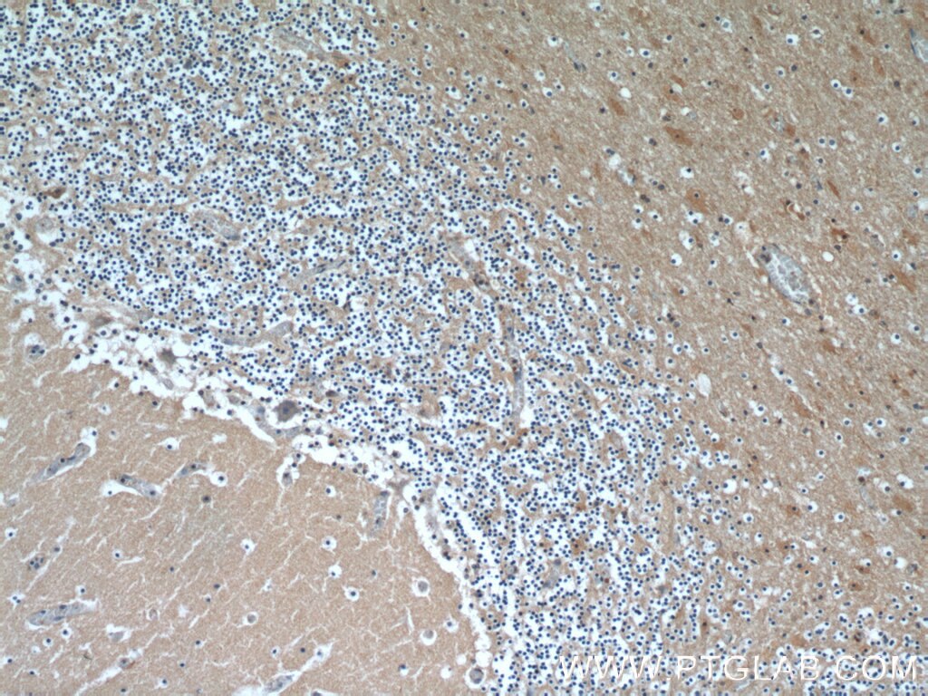 Immunohistochemistry (IHC) staining of human cerebellum tissue using CBLN4 Polyclonal antibody (20559-1-AP)